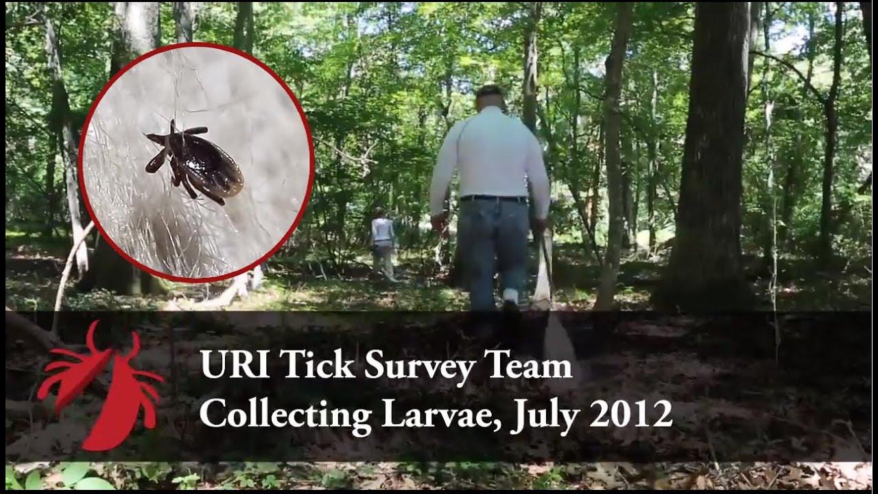URI Tick Survey Team Collecting Larvae July 2012