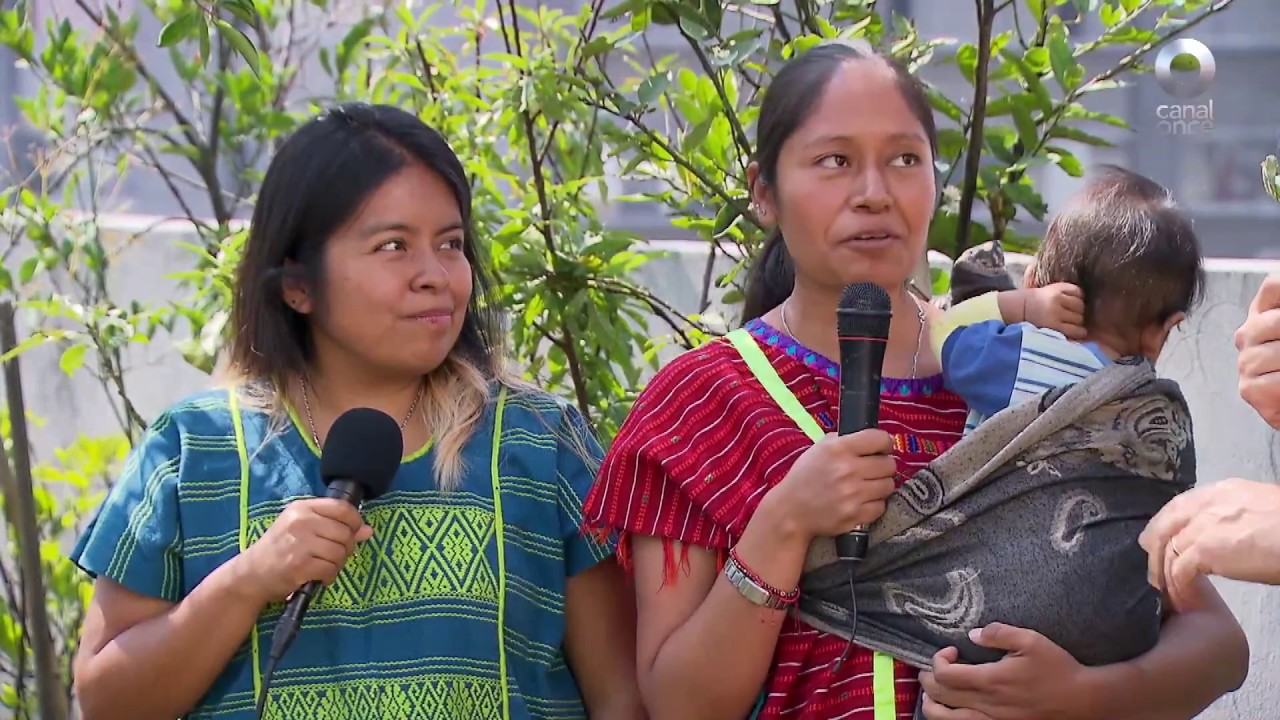 #Calle11 - Programa 26, Entrevista Triquis (30/08/2018)