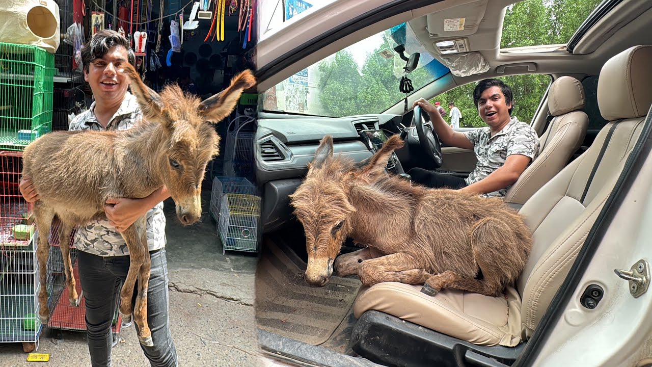 Mamu Ky Lea Donkey Baby La Aiy 😍 | Surprise