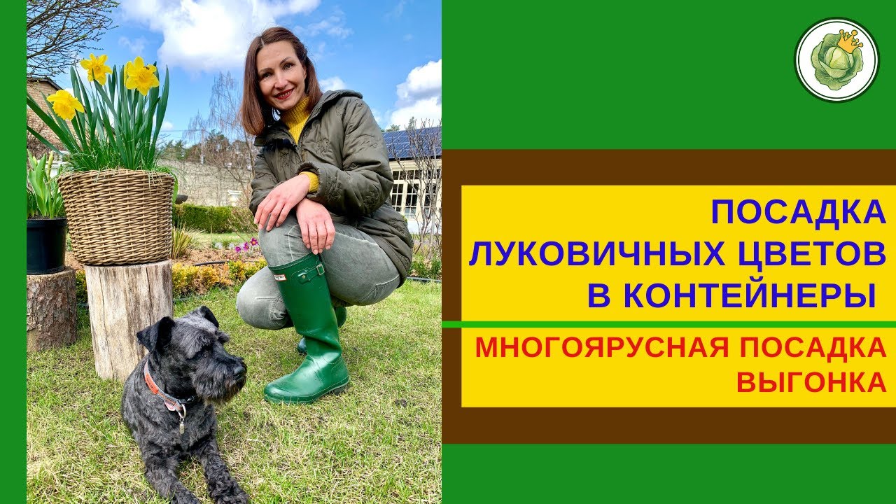 Не успели посадить луковичные? Сажайте в контейнеры🌷Цветение наступит намного раньше🌷Выгонка