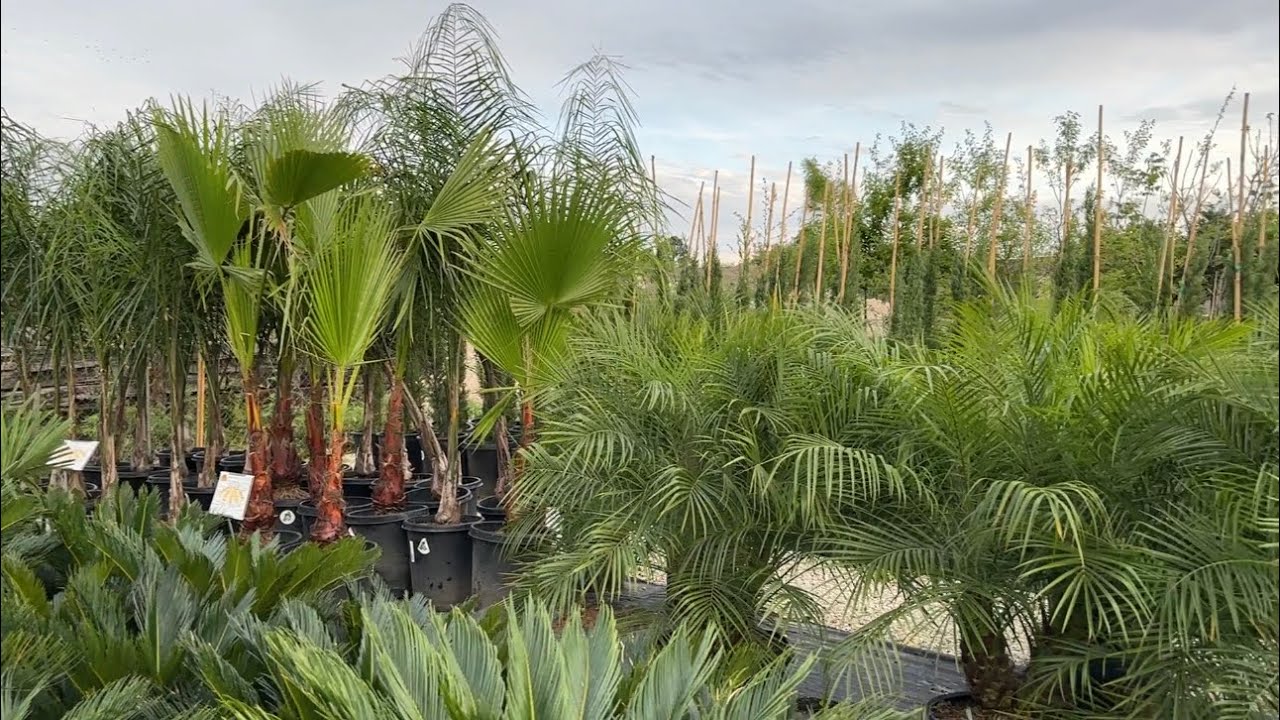 Shopping For Palm Trees In A Garden Center! 😱🌴