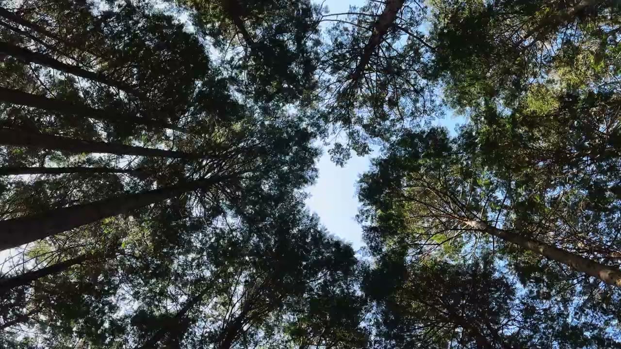 Cypress Canopy in the Secret Forest, Jeju, Korea | The Moment: Jeju