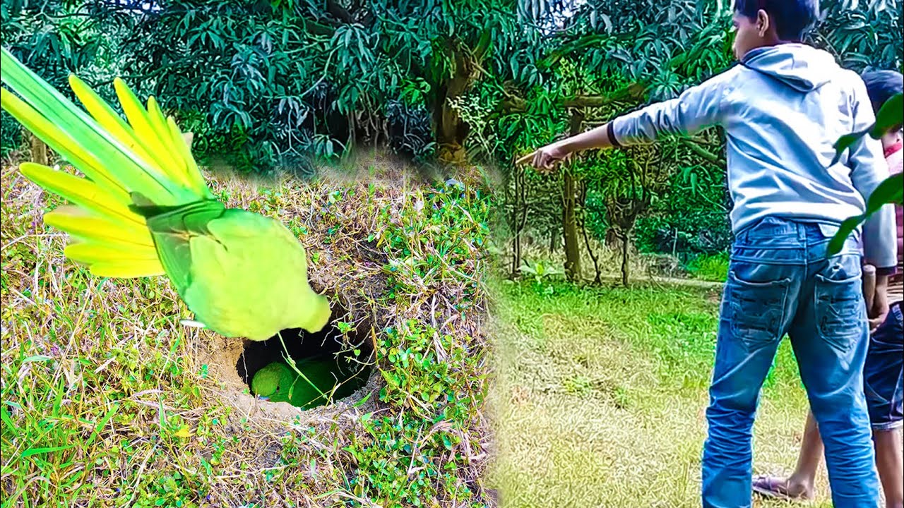 ঘাস করার সময় টিয়া পাখির দেখা মিললো । Ringneck parrot videos