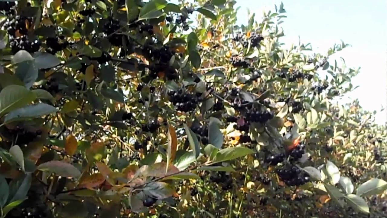 Aronia - uprawa i nowe zagrożenia