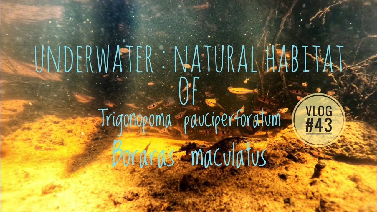 Underwater : Natural habitat of Trigonopoma pauciperforatum , Boraras maculatus and more