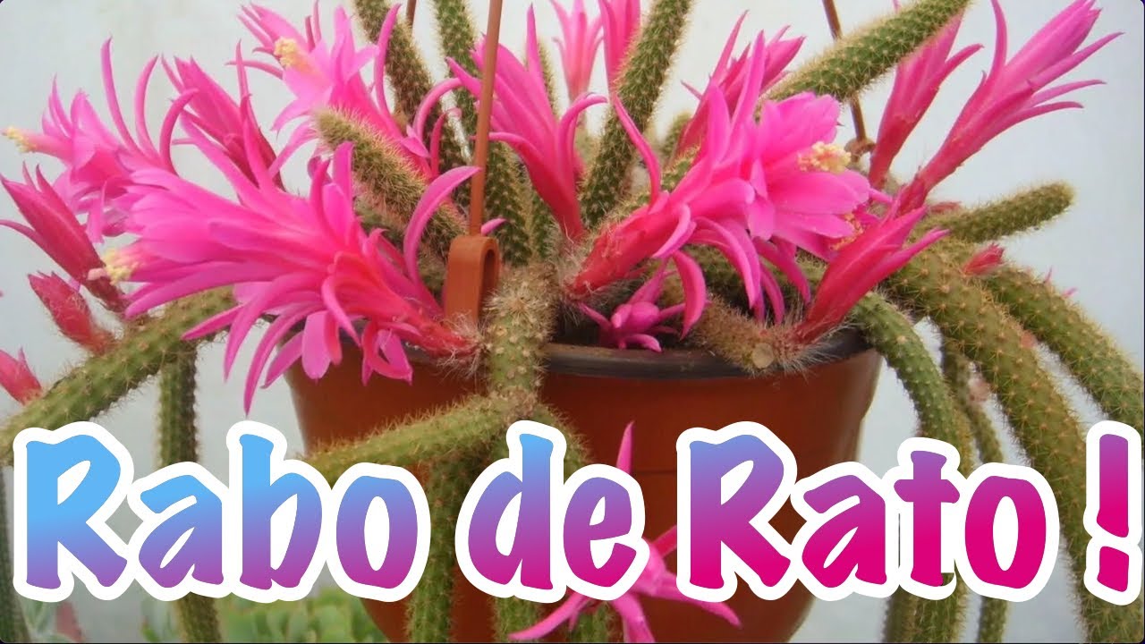 Como cultivar cacto Rabo de Rato !