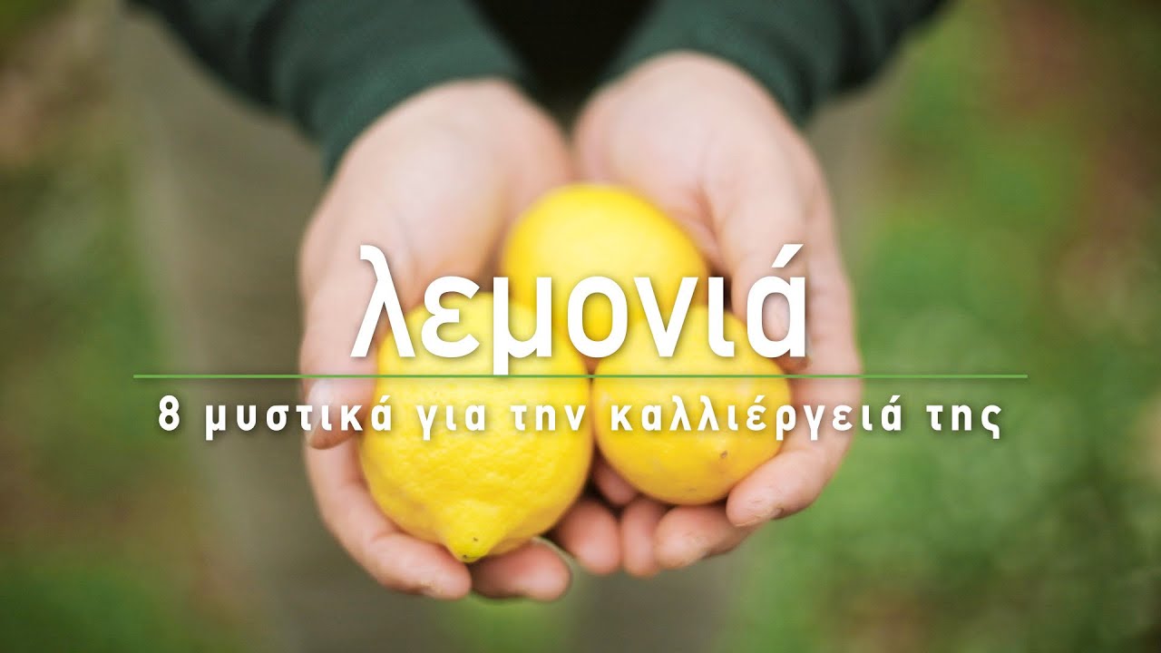 🍋 Λεμονιά: 8 μυστικά για την καλλιέργειά της - Τα Μυστικά του Κήπου
