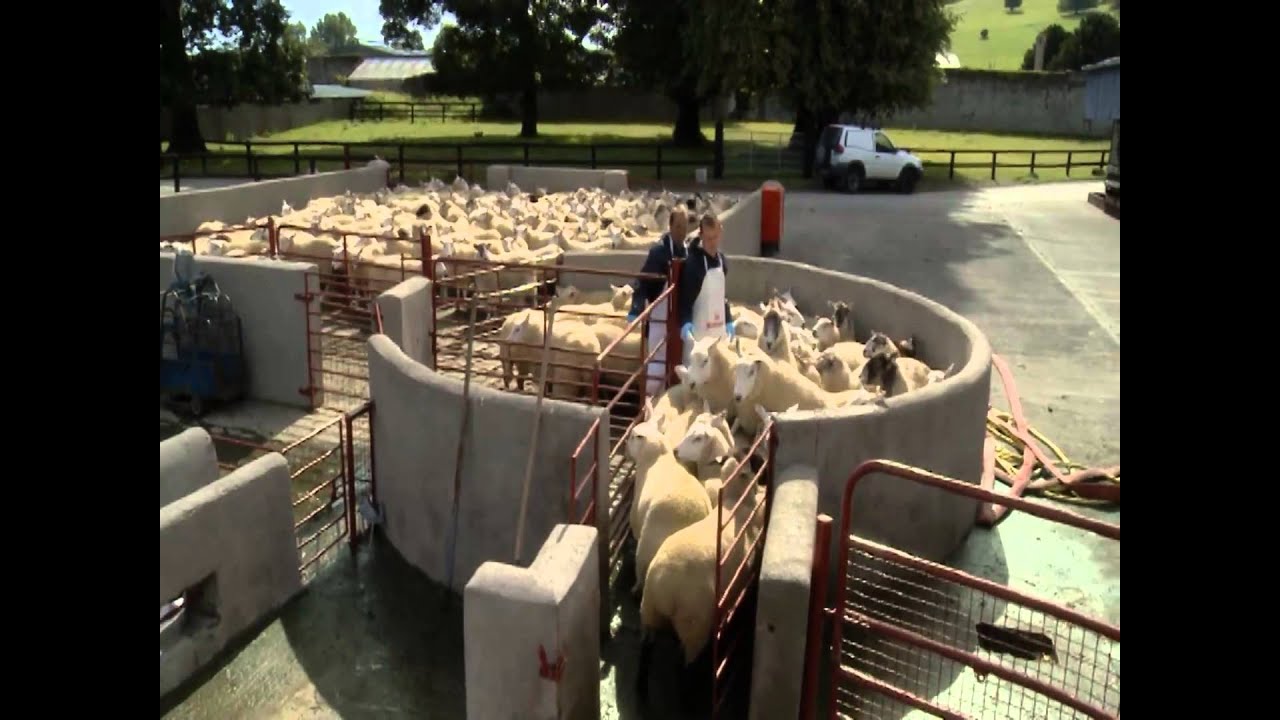 Bimeda Sheep Dipping