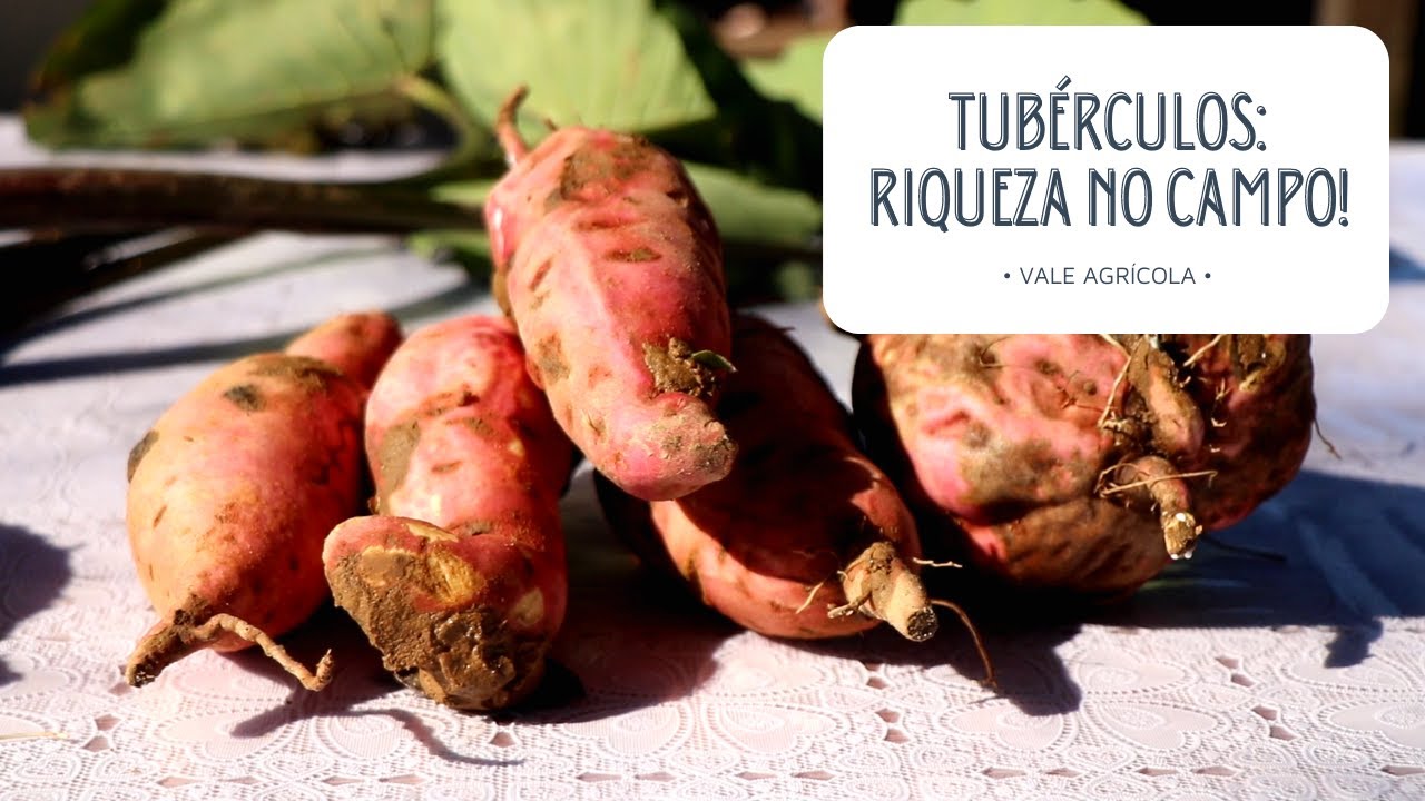 Tubérculos: fáceis de cultivar e ricos na alimentação no campo!