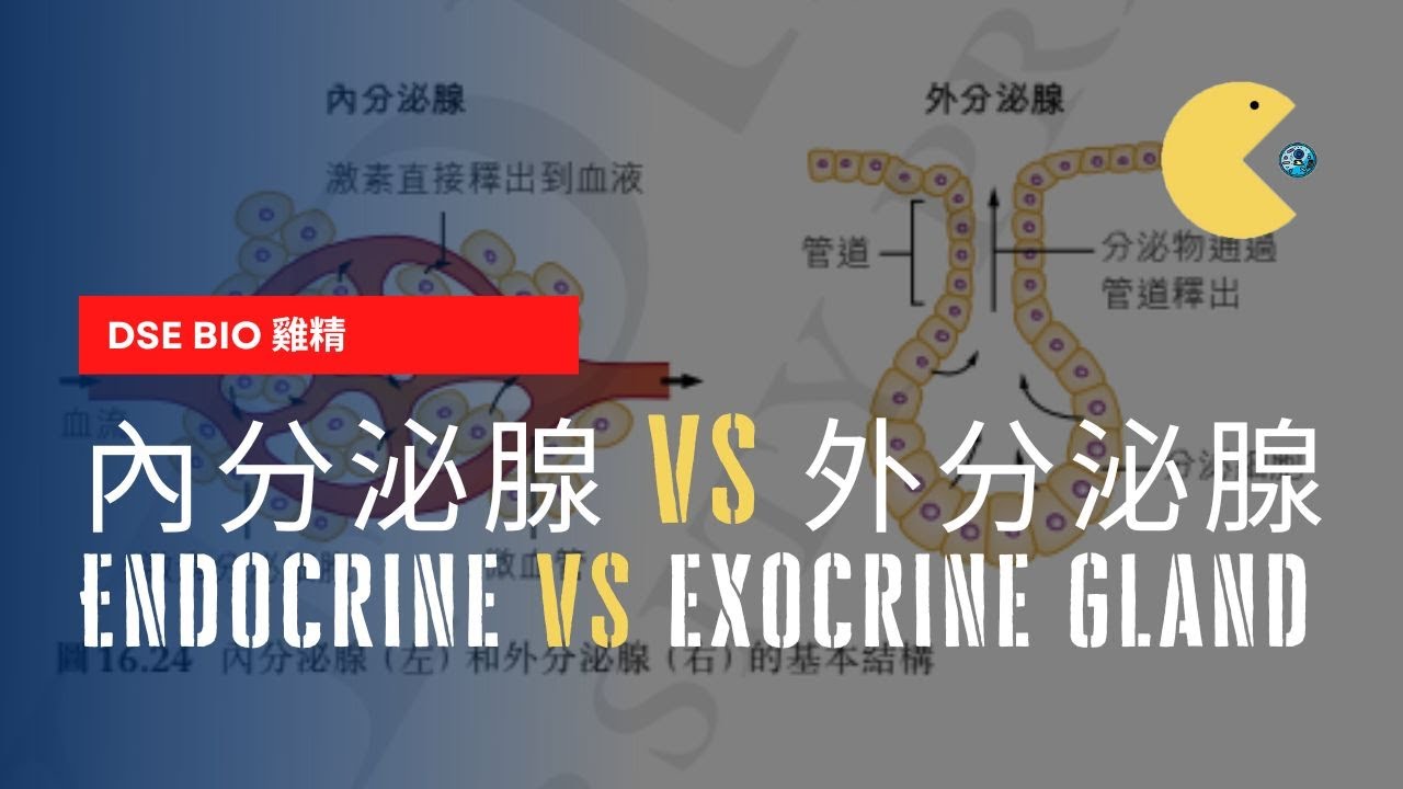 [DSE Bio雞精] 點分內分泌腺 同 外分泌腺？|  Endocrine VS Exocrine Gland