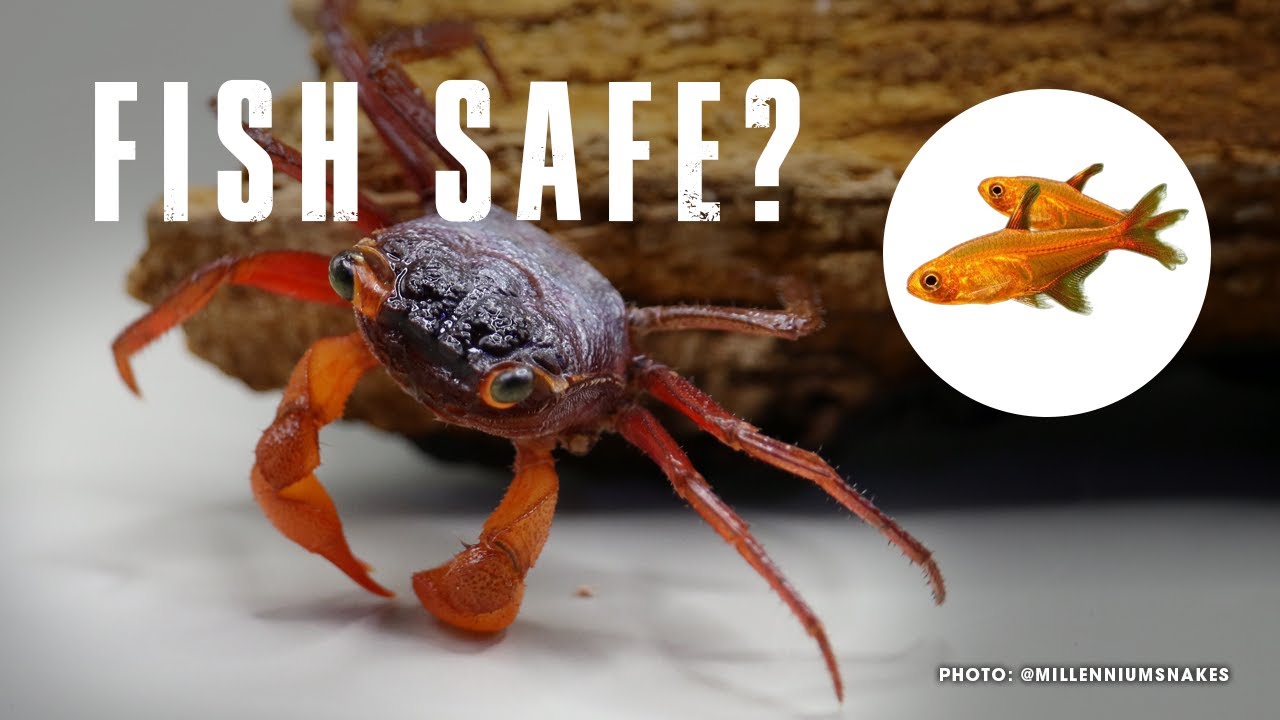 🦀 FISH AS VAMPIRE CRAB TANK MATES