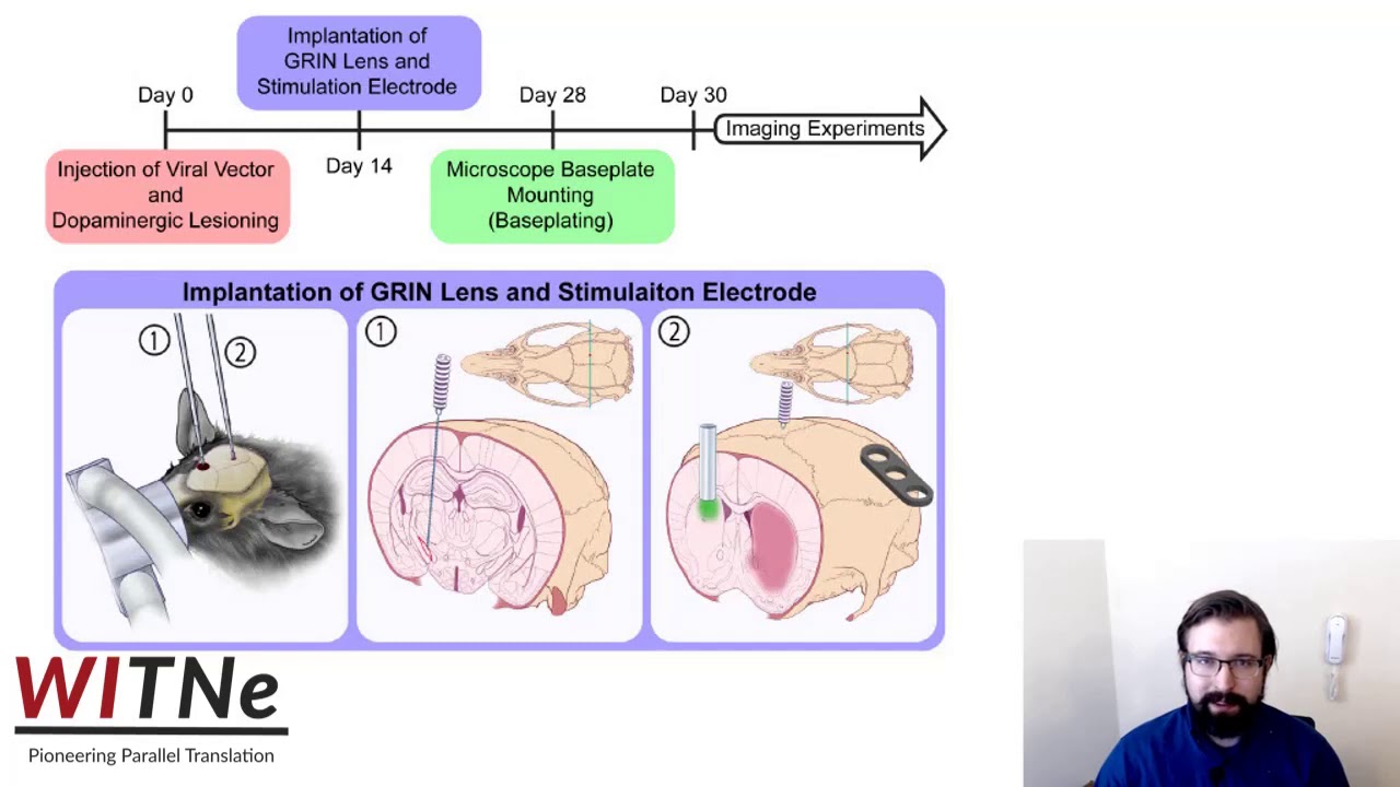 Calcium imaging in freely-moving mice during electrical stimulation of deep brain structures