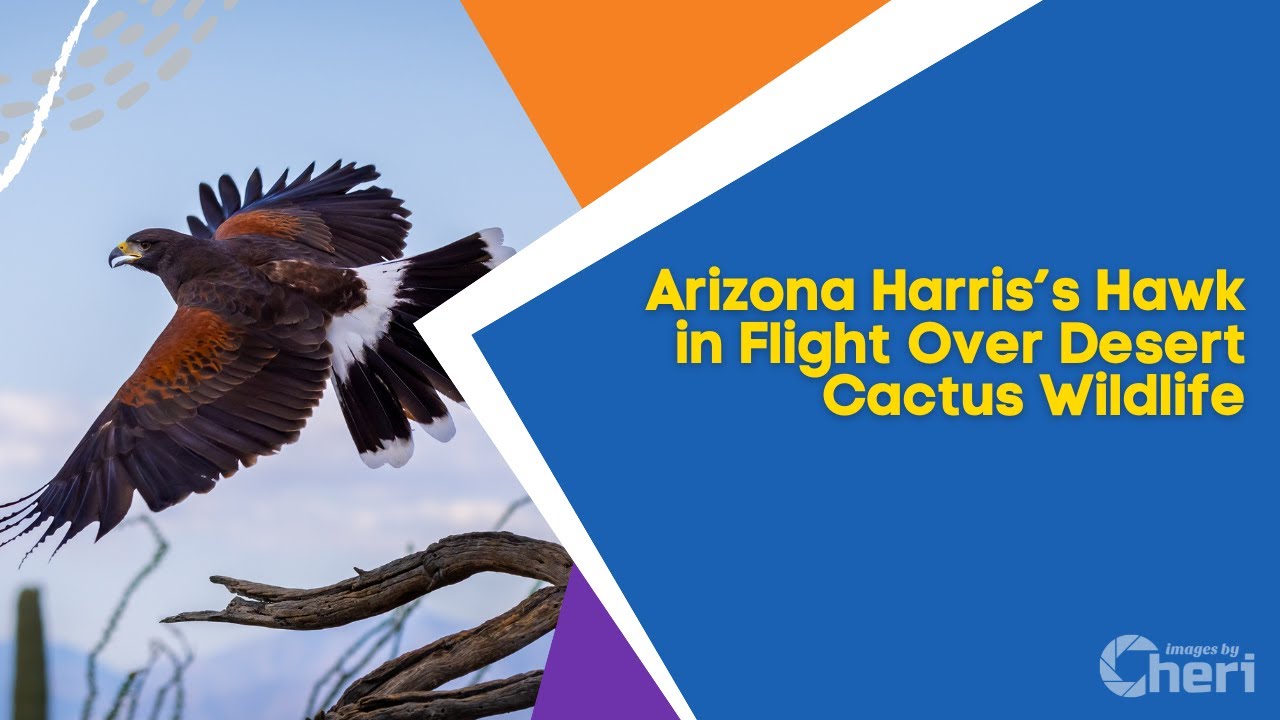 Arizona Harris’s Hawk in Flight Over Desert Cactus Wildlife