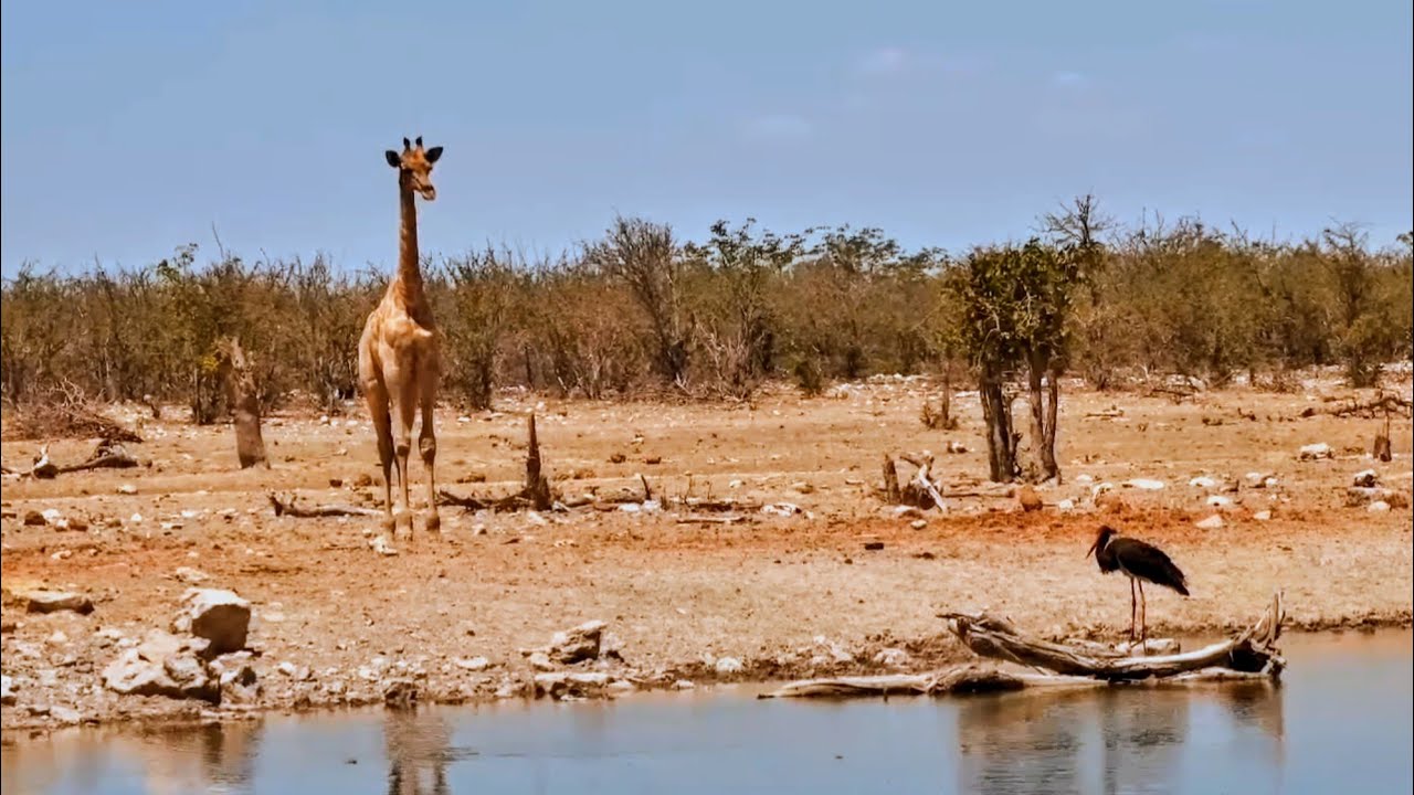 Namibia, Safarihoek, Live Wildlife Cam. Bocian Czarny / Black Stork & 