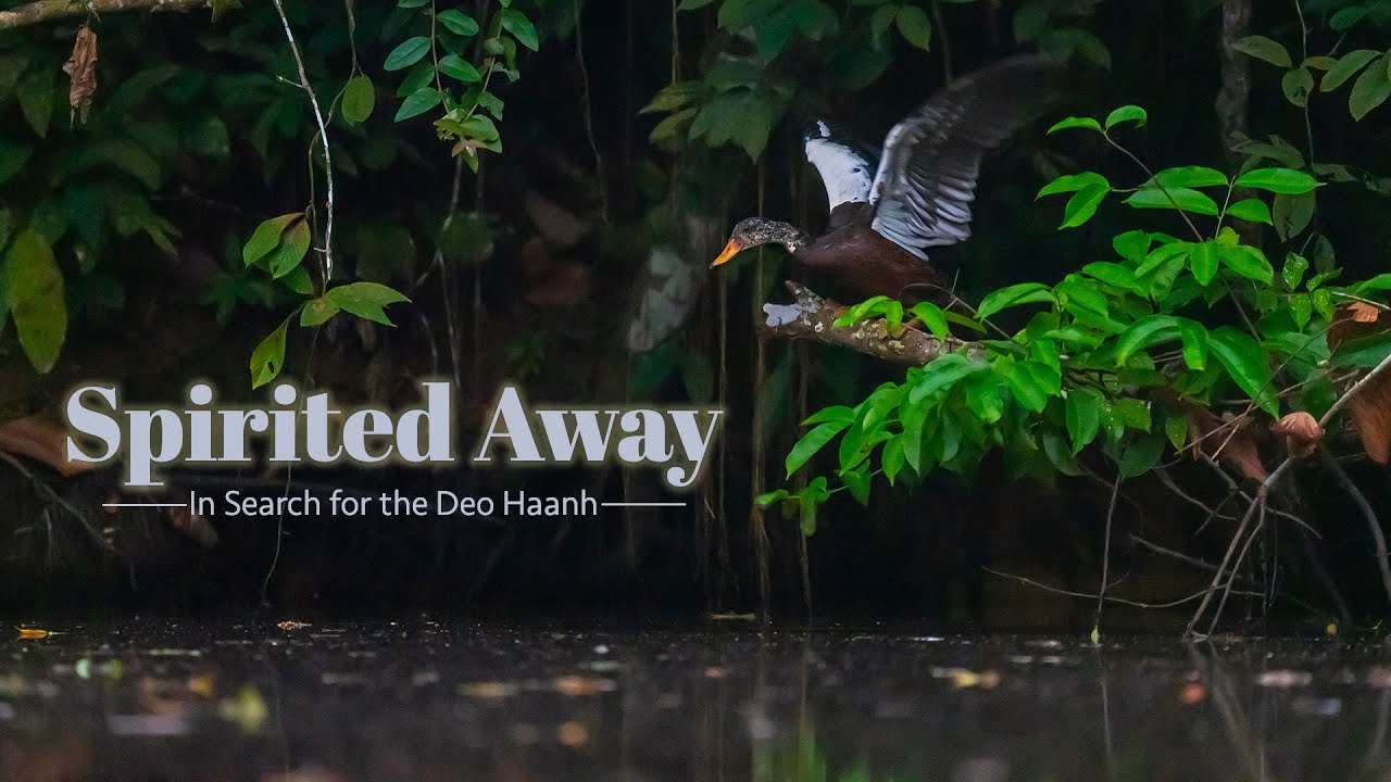 Spirited Away: In Search of the Deo Haanh | Wildlife Conservation | @RoundglassSustain