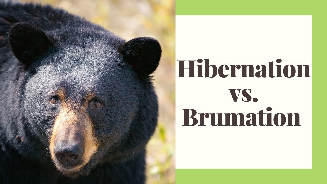 Brumation, Hibernation, and Torpor: What are they?
