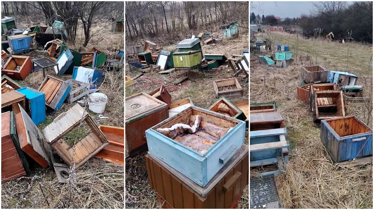 Wandal zniszczył pasiekę. 11 zdewastowanych uli i zabite pszczoły
