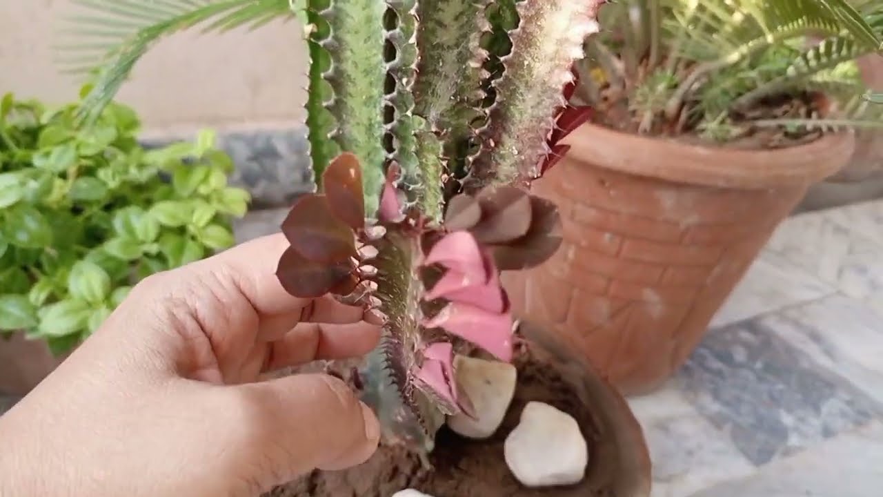 Euphorbia Trigona Rubra care and propagation #howto #plants #care
