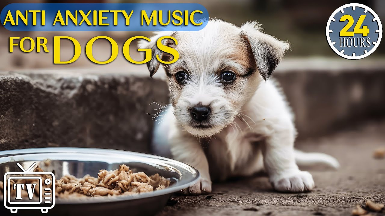24 Hours Anti Anxiety Music for Dogs - Cure Separation Anxiety for Dog & Calming Stress Relief Dogs