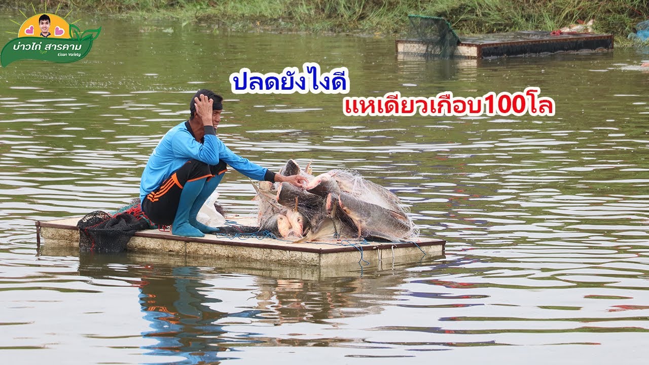 เหมาบ่อปลาบึกลงแหจับปลา180,000บาทหาร18คน คลิปที่100