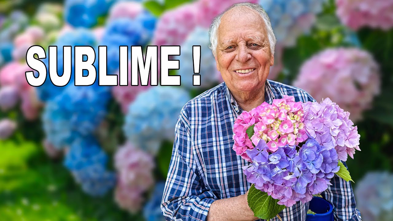 La VRAIE MÉTHODE pour avoir de SUBLIMES HORTENSIAS en juillet !