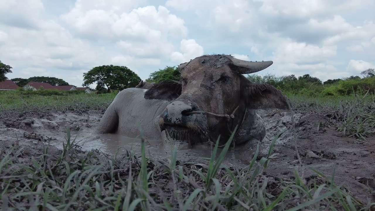The sounds of a buffalo taking a mud bath.