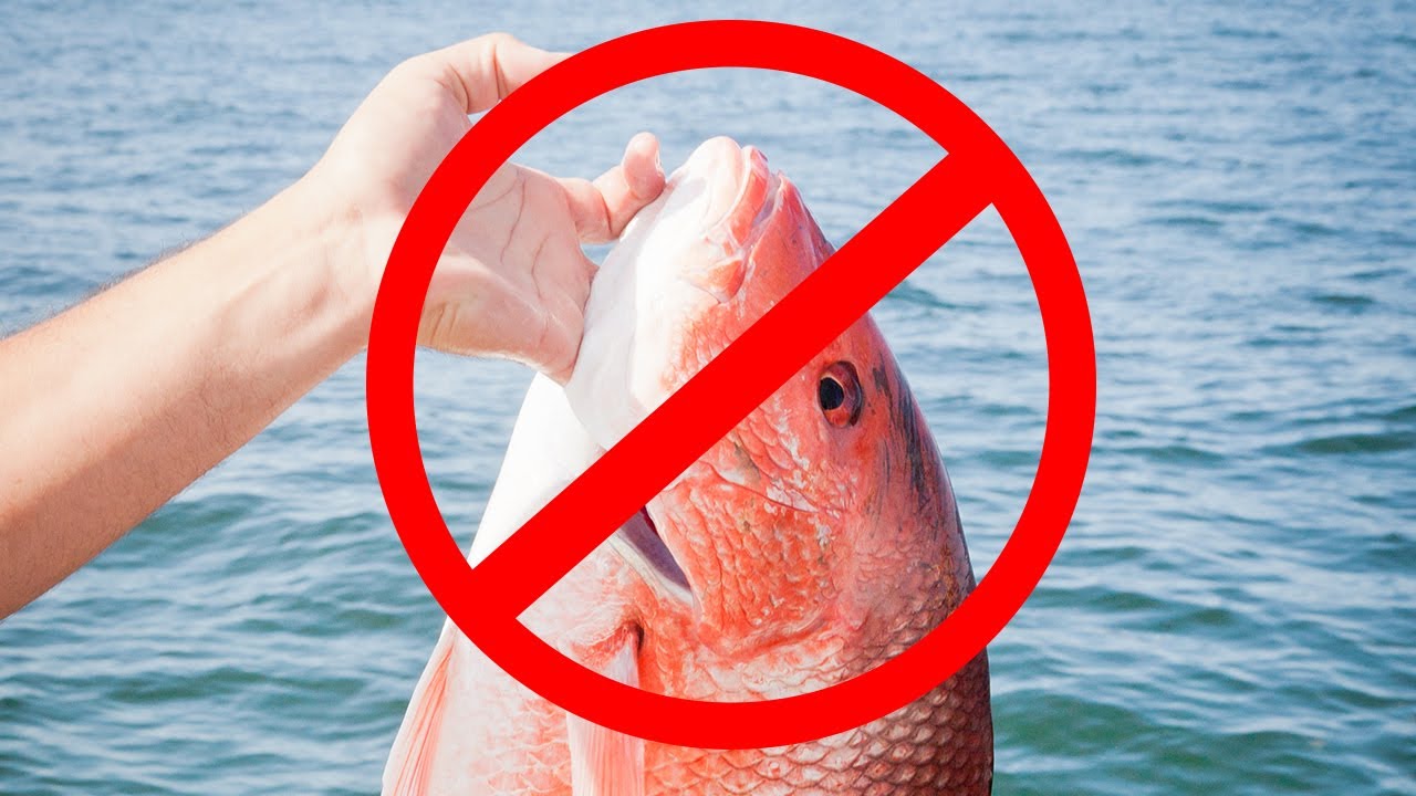 Properly Land, Handle, Revive, and Release Fish (How-To Guide)