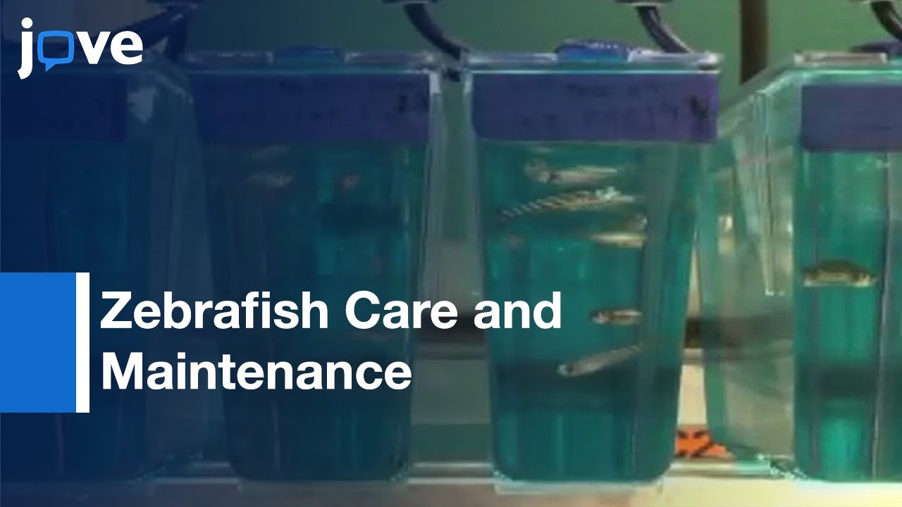 Zebrafish Care and Maintenance in the Laboratory