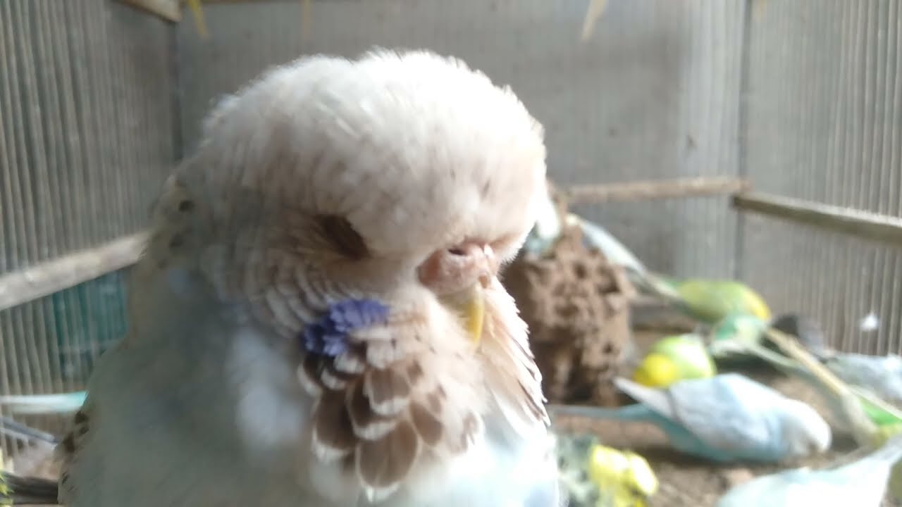 【9分】セキセイインコの自然な反応まとめ
