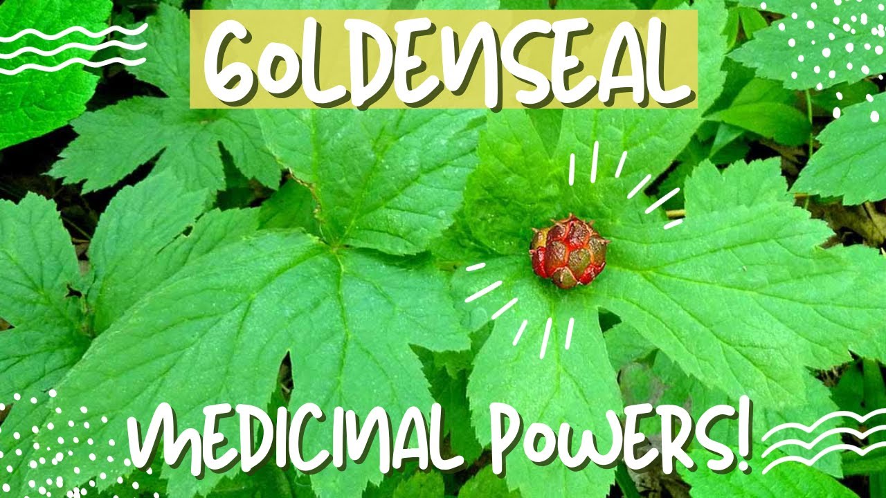 Goldenseal: A Golden Remedy for Many Health Issues