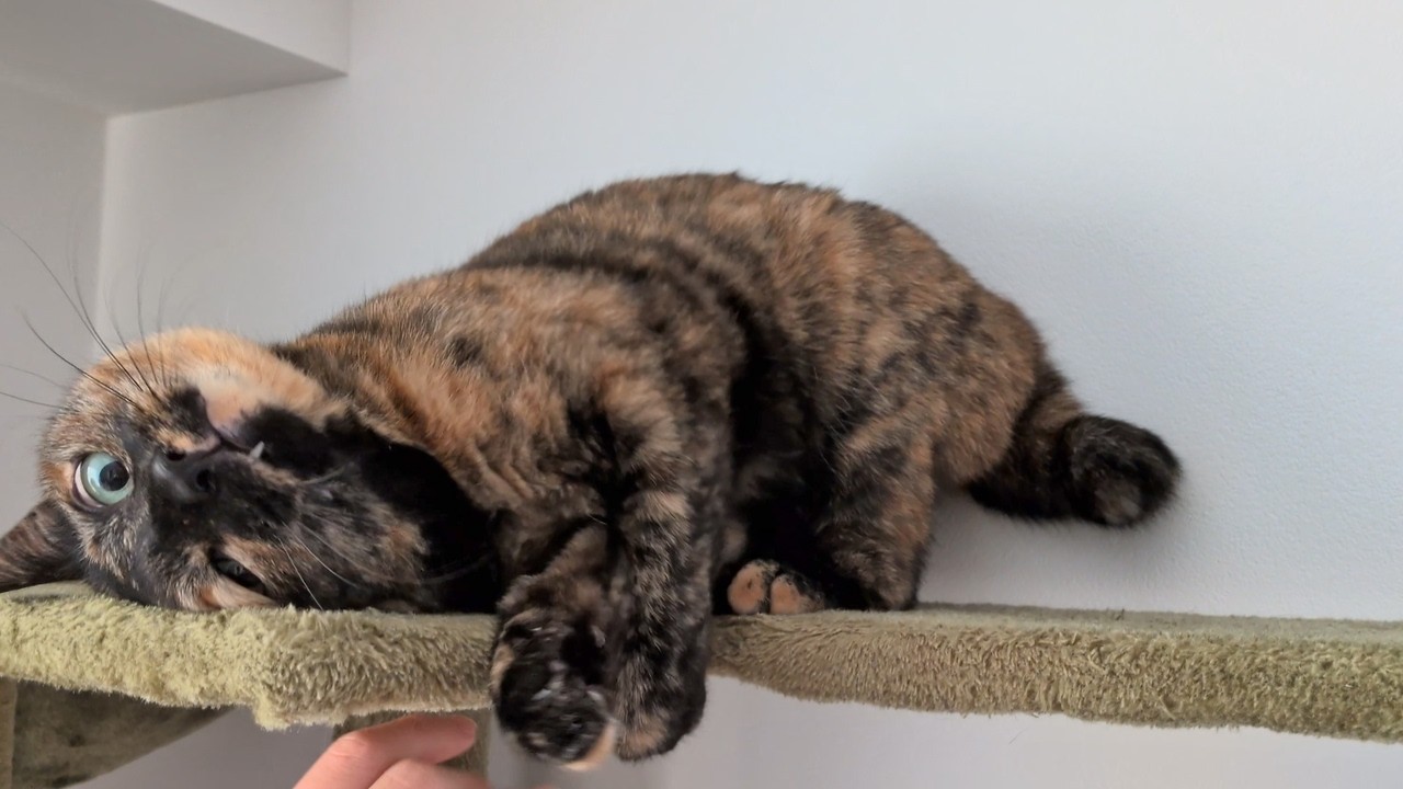 【サビ猫】このおもちゃ好き！楽しそうなあずちゃん