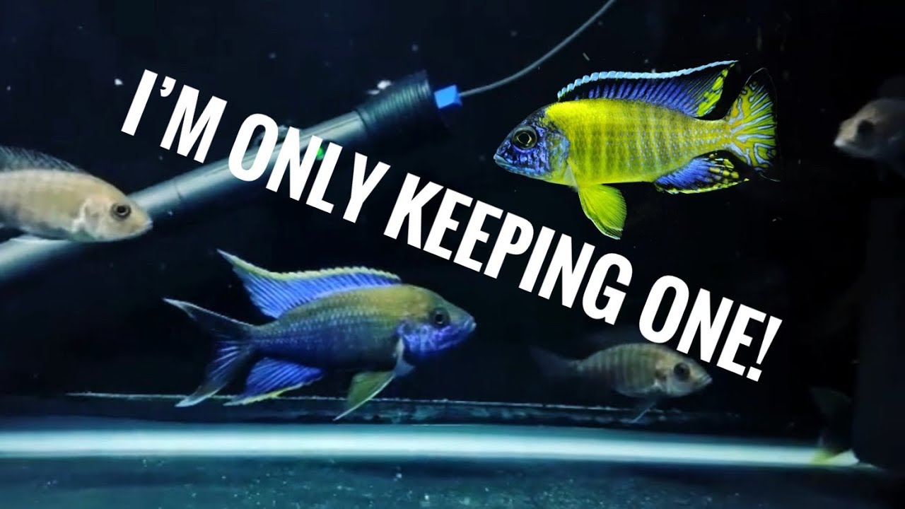 MY 2 AFRICAN CICHLID BREEDING GROUPS! | Blue Neons & Lwanda