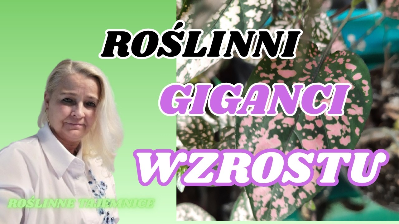 SZYBKOROSĄCE, PROSTE ROŚLINY-KT&Oacute;RE POLECAM