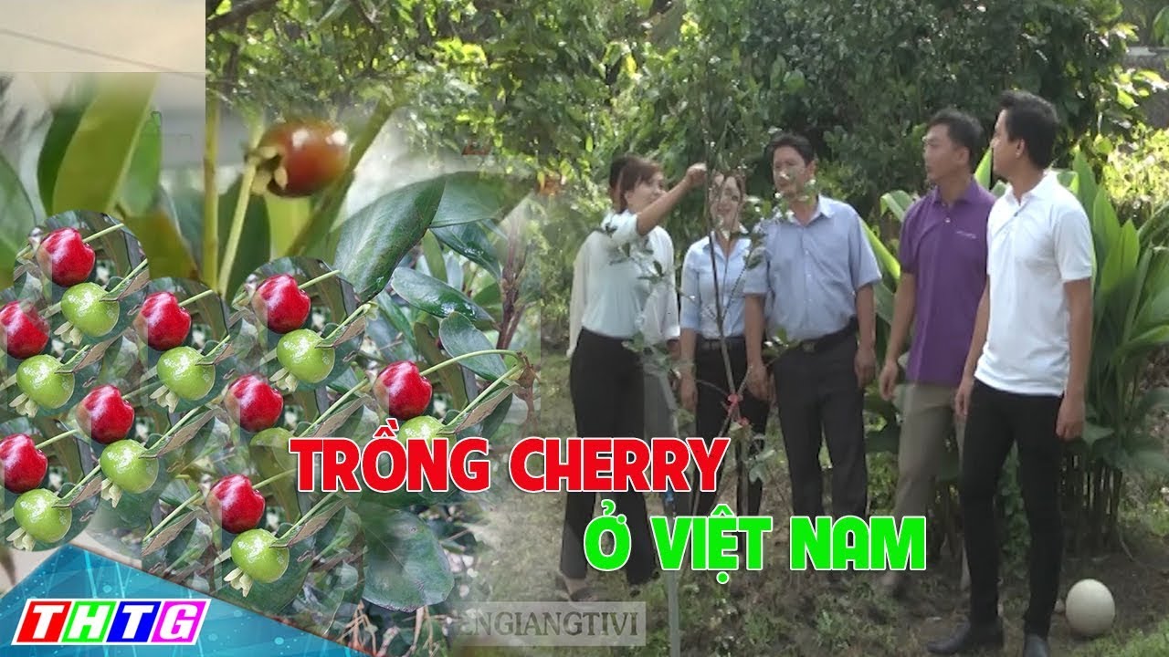 Trồng cherry ở Việt Nam, mô hình mới nhiều tiềm năng