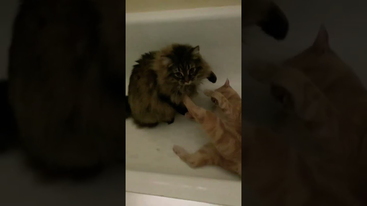 #cute #troublemakers #cats #shorts