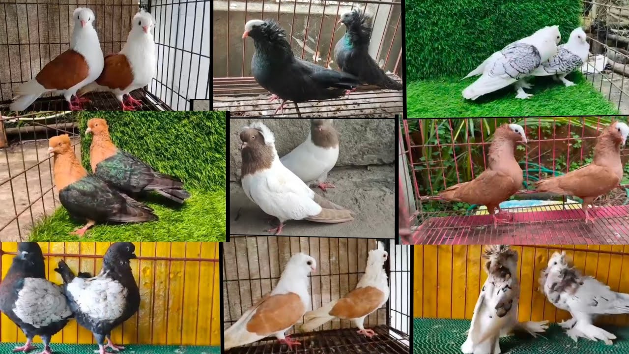 For sale fancy pigeon