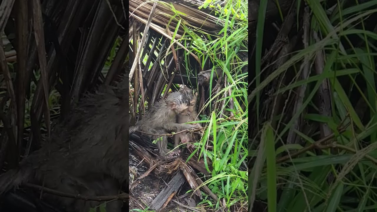 Poor baby monkey under the shelter avoiding from big rain