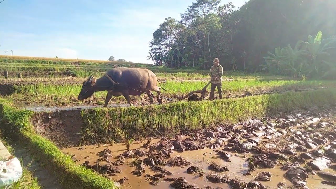 DUET MAUT BERSAUDARA,MEMBAJAK SAWAH DENGAN KERBAU ‼️💥