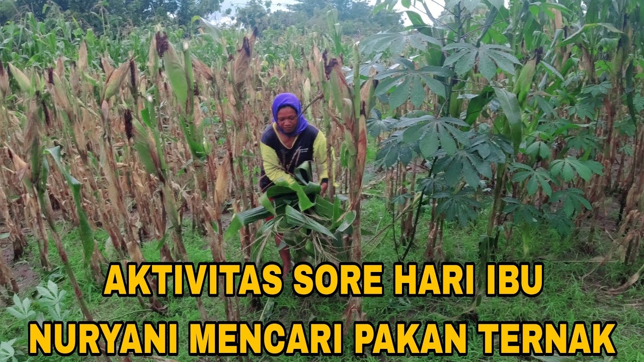 Meski Penat Namun Selalu Ada Senyum Di Wajah Ibu Nuryani