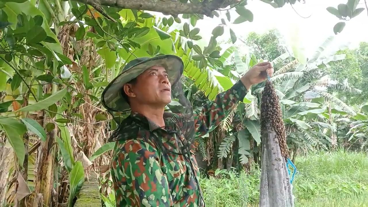 Bắt Được Đàn Ông Mật Trên Cây Mít