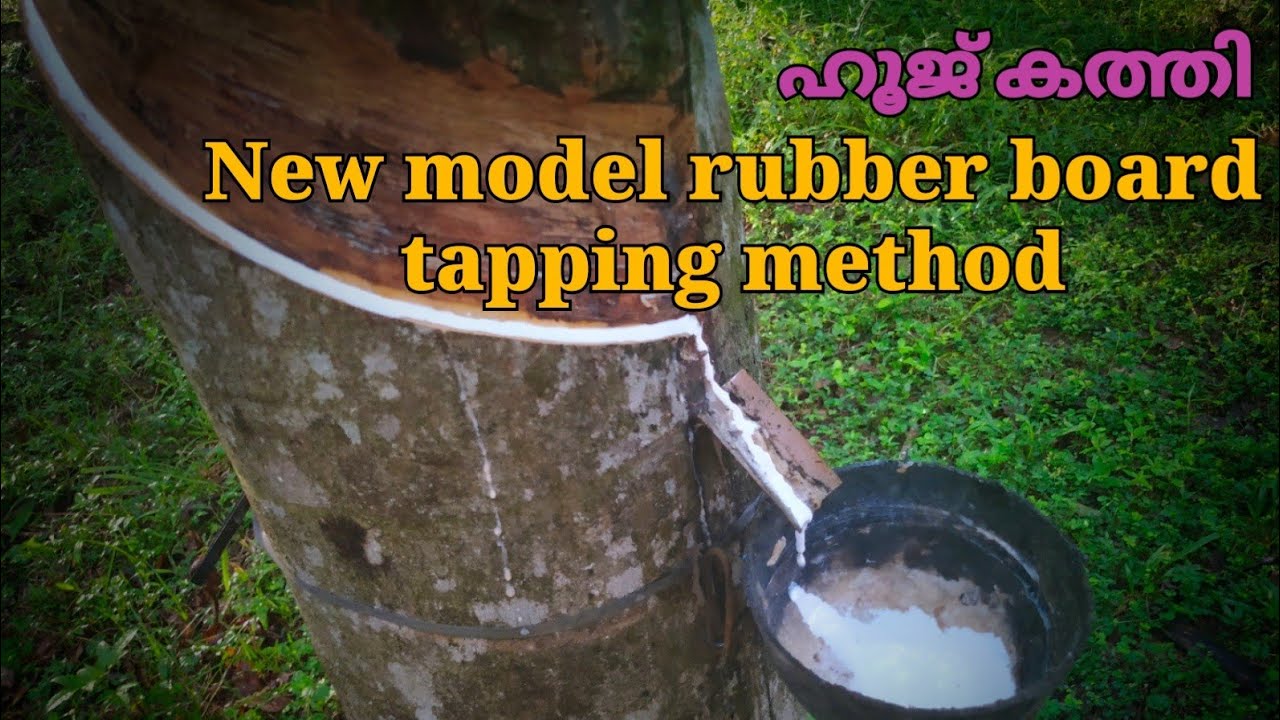 ഹൂജ് കത്തി ഉപയോഗിച്ച് റബ്ബർ ടാപ്പ് ചെയ്യാം  |  rubber tapping training class  by rubber board
