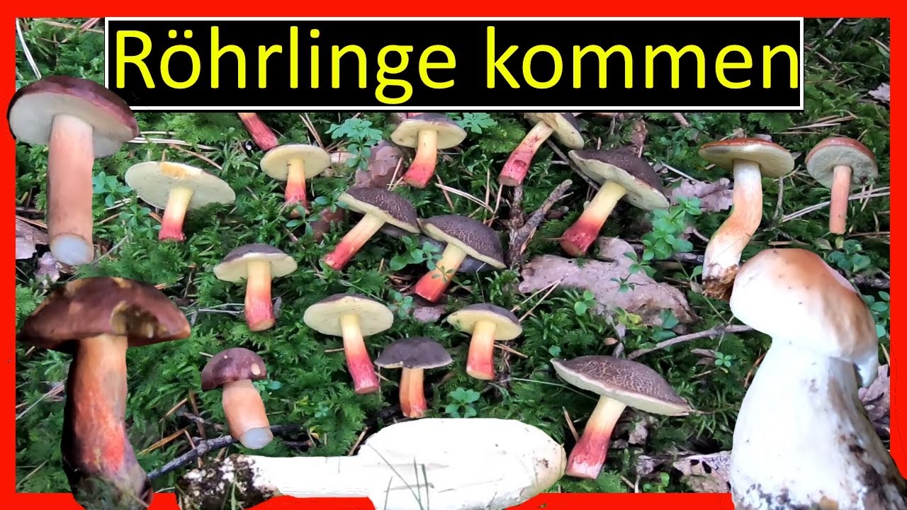 Der nächste Schwung Röhrlinge kommt im Wald!! Maronen, Rotfuß, Steinpilz und Flockis füllen den Korb