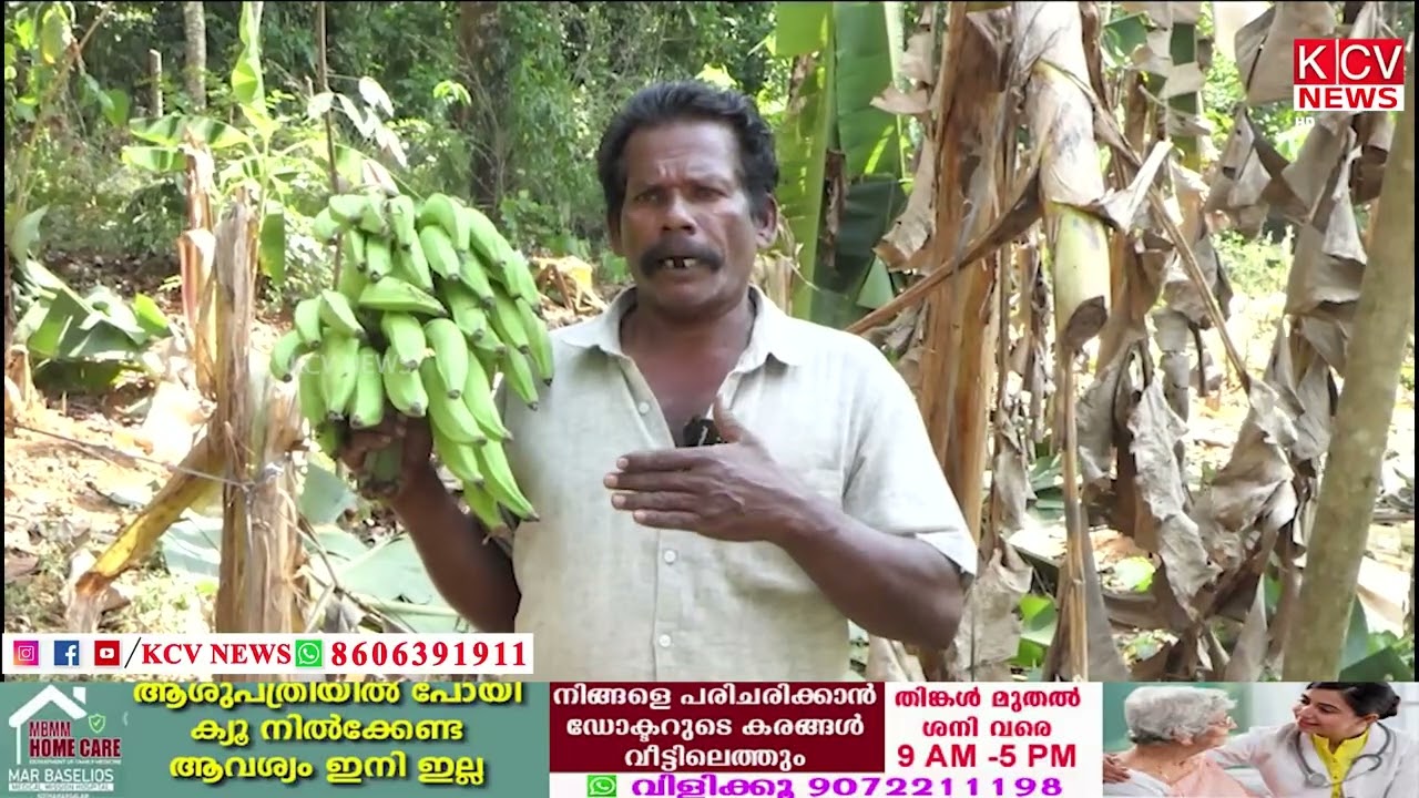 പിണ്ടിമന പഞ്ചായത്തിൽ വേട്ടാംപാറയിൽ കാട്ടാനക്കൂട്ടം വാഴ കൃഷി നശിപ്പിച്ചു....
