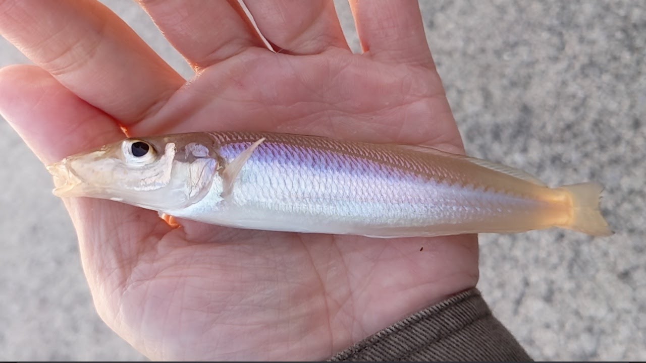 【ちょい投げ釣り】5月も終わりキス釣りシーズン開幕か？