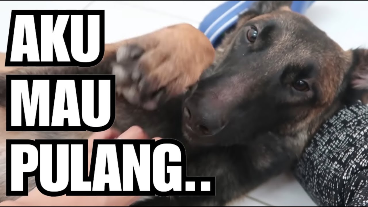 KABAR GEMBIRA! ANUBIS THE BELGIAN MALINOIS