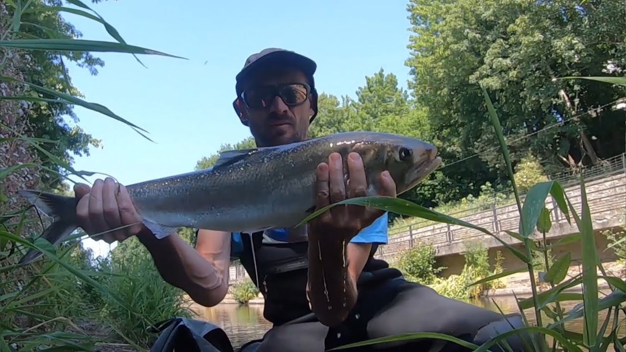 Je pêche ma première Alose