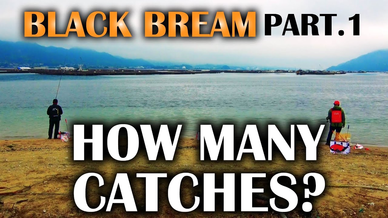 Unheard of 100 black bream challenge!   First part　On the beach    Amazing results of 