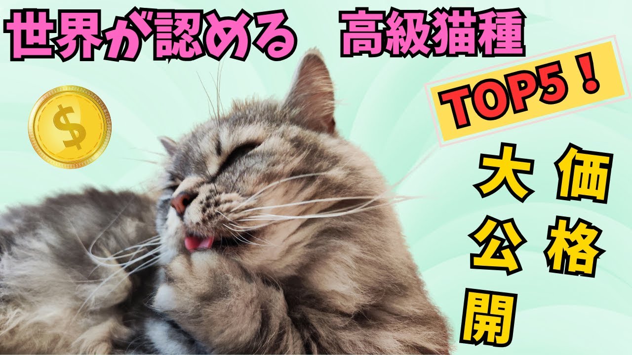 【猫】希少&高額：世界が認める高級猫種TOP5！【価格も大公開】