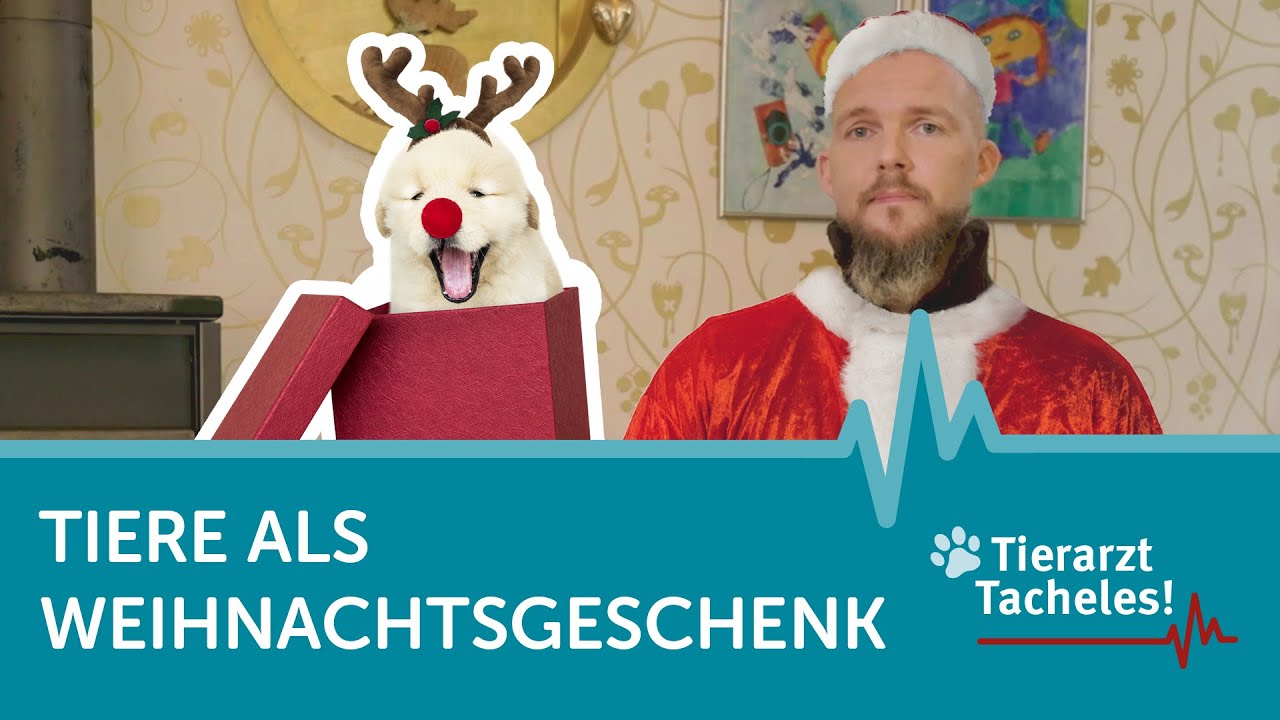 Tiere als Weihnachtsgeschenk | Tierarzt Tacheles mit Sebastian Goßmann-Jonigkeit | ZooRoyal