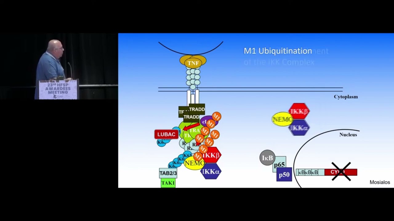 SIGNAL-DEPENDENT REGULATION OF NF-KB ACTIVITY